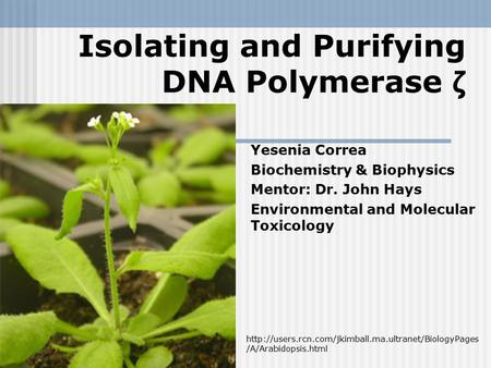 Isolating and Purifying DNA Polymerase ζ Yesenia Correa Biochemistry & Biophysics Mentor: Dr. John Hays Environmental and Molecular Toxicology