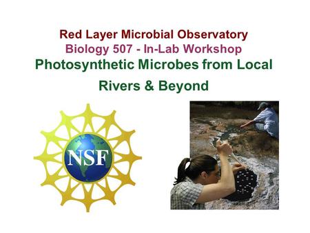 Red Layer Microbial Observatory Biology 507 - In-Lab Workshop Photosynthetic Microbes from Local Rivers & Beyond.
