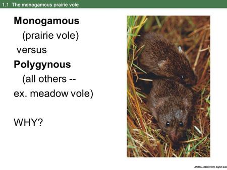 1.1 The monogamous prairie vole Monogamous (prairie vole) versus Polygynous (all others -- ex. meadow vole) WHY?