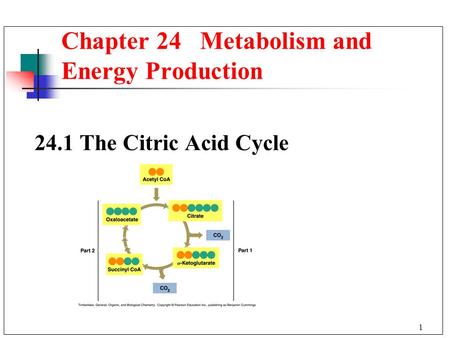1 24.1The Citric Acid Cycle Chapter 24 Metabolism and Energy Production.