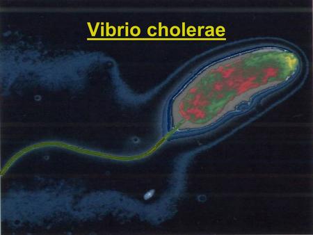 Vibrio cholerae.