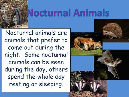 Nocturnal animals are animals that prefer to come out during the night. Some nocturnal animals can be seen during the day, others spend the whole day resting.