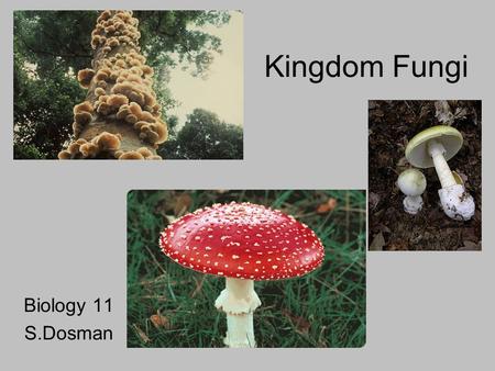 Kingdom Fungi Biology 11 S.Dosman.