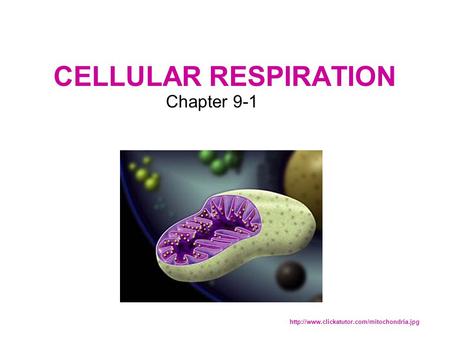 CELLULAR RESPIRATION Chapter 9-1
