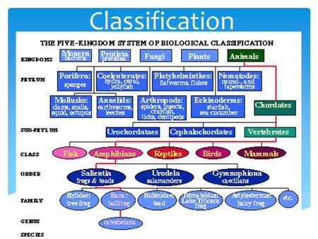 Biodiversity Classification Chart