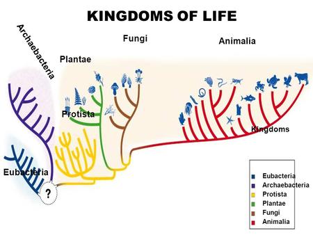 KINGDOMS OF LIFEre Cladogram of Six Kingdoms and Three Domains