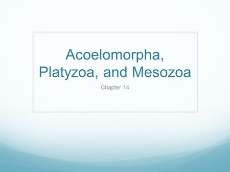 Acoelomorpha, Platyzoa, and Mesozoa