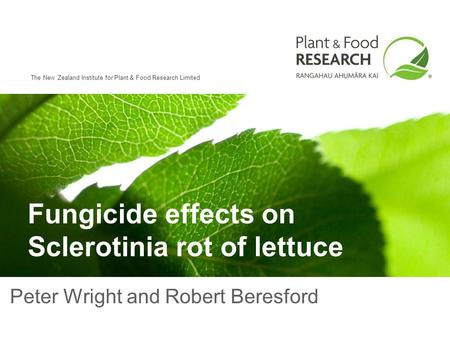 The New Zealand Institute for Plant & Food Research Limited Fungicide effects on Sclerotinia rot of lettuce Peter Wright and Robert Beresford.