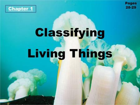 Classifying Living Things Chapter 1 Pages 28-29. Lesson 1 How Are Living Things Classified? Cute.. but SMELLY! Don’t bother this mother skunk and her.