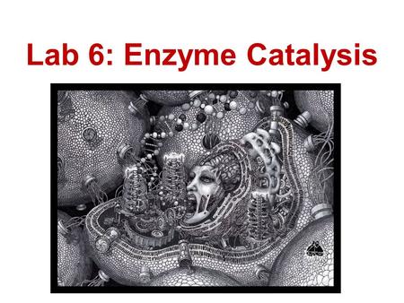 Lab 6: Enzyme Catalysis.