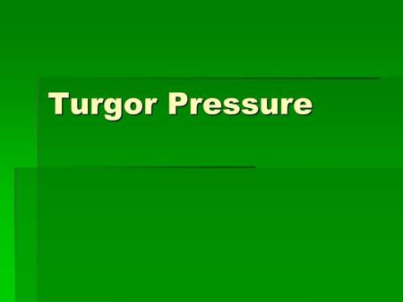 Turgor Pressure.