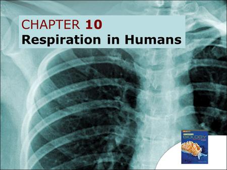 CHAPTER 10 Respiration in Humans.