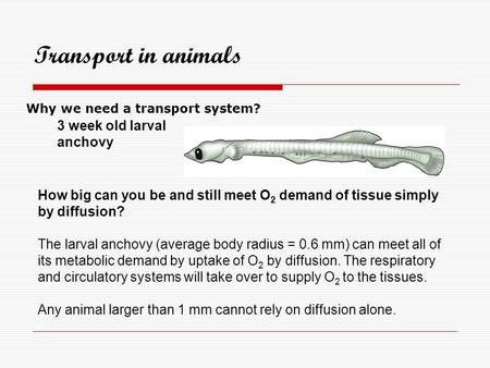 Transport in animals 3 week old larval anchovy