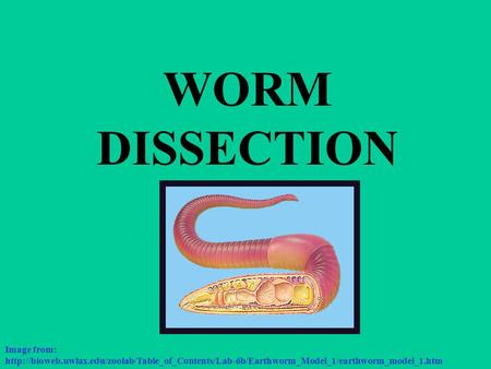 WORM DISSECTION Image from:
