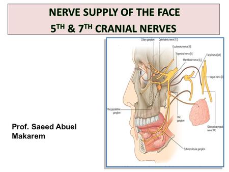 NERVE SUPPLY OF THE FACE 5TH & 7TH CRANIAL NERVES