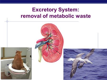 removal of metabolic waste