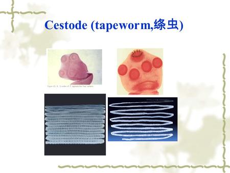 Cestode (tapeworm,绦虫).