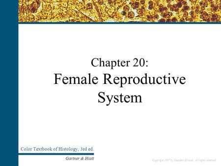 Chapter 20: Female Reproductive System