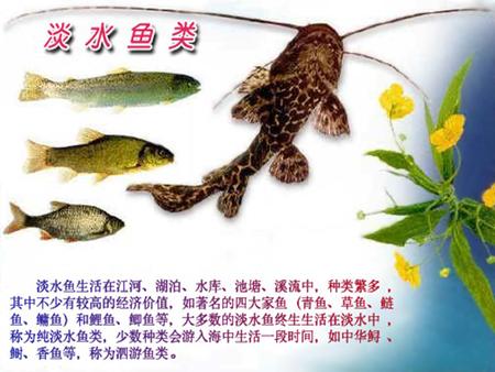 我国主要的淡水鱼类 我国的淡水鱼类约有 800 种左右。著名 的 “ 四大家鱼 ” （青鱼、草鱼、鲢鱼、鳙鱼） 和鲤鱼、鲫鱼等都是我国主要的优良淡 水鱼品种。