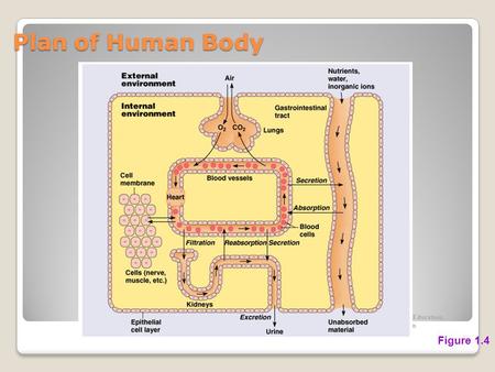 Plan of Human Body Figure 1.4