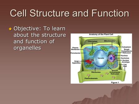 Cell Structure and Function  Objective: To learn about the structure and function of organelles.
