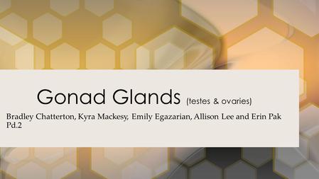 Gonad Glands (testes & ovaries)