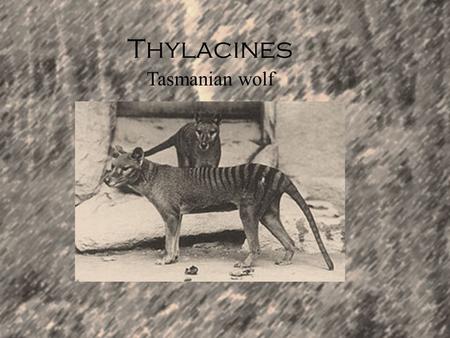 Thylacines Tasmanian wolf. Description Habitat The Tasmanian wolf was commonly found in Australia on islands like Tasmania. It became extinct in Australia.