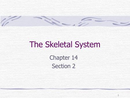 The Skeletal System Chapter 14 Section 2.