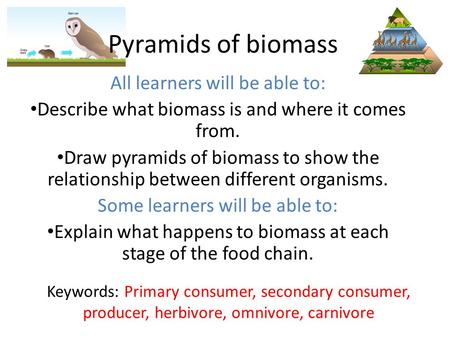 Pyramids of biomass All learners will be able to: Describe what biomass is and where it comes from. Draw pyramids of biomass to show the relationship between.