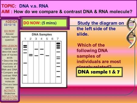 Study the diagram on the left side of the slide. Which of the following DNA samples of individuals are most closely related? EXPLAIN. DNA sample 1 & 7.