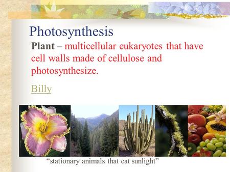 Photosynthesis Plant – multicellular eukaryotes that have cell walls made of cellulose and photosynthesize. Billy “stationary animals that eat sunlight”