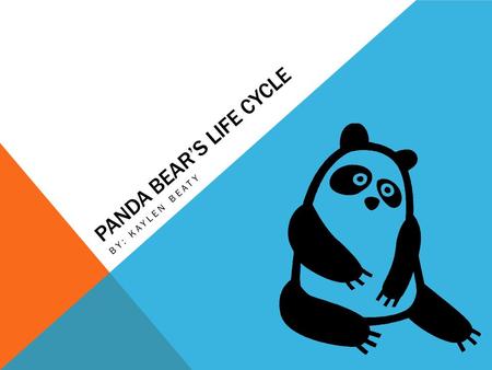 Panda Bear’s Life Cycle