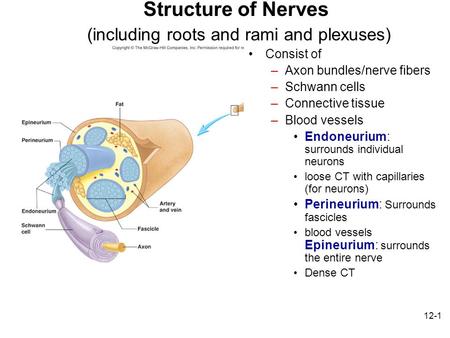 Structure of Nerves (including roots and rami and plexuses)