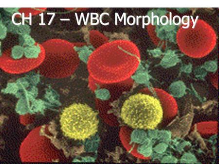 CH 17 – WBC Morphology.