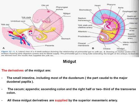 Midgut The derivatives of the midgut are: