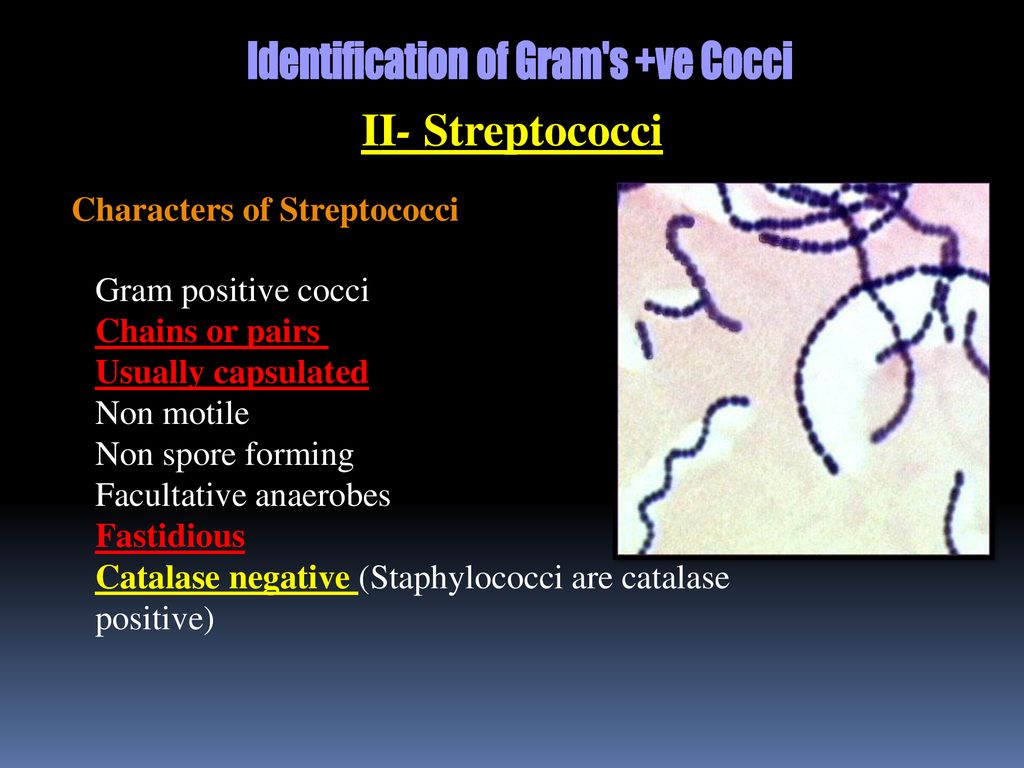 II- Streptococci Characters of Streptococci Gram positive cocci - ppt  download