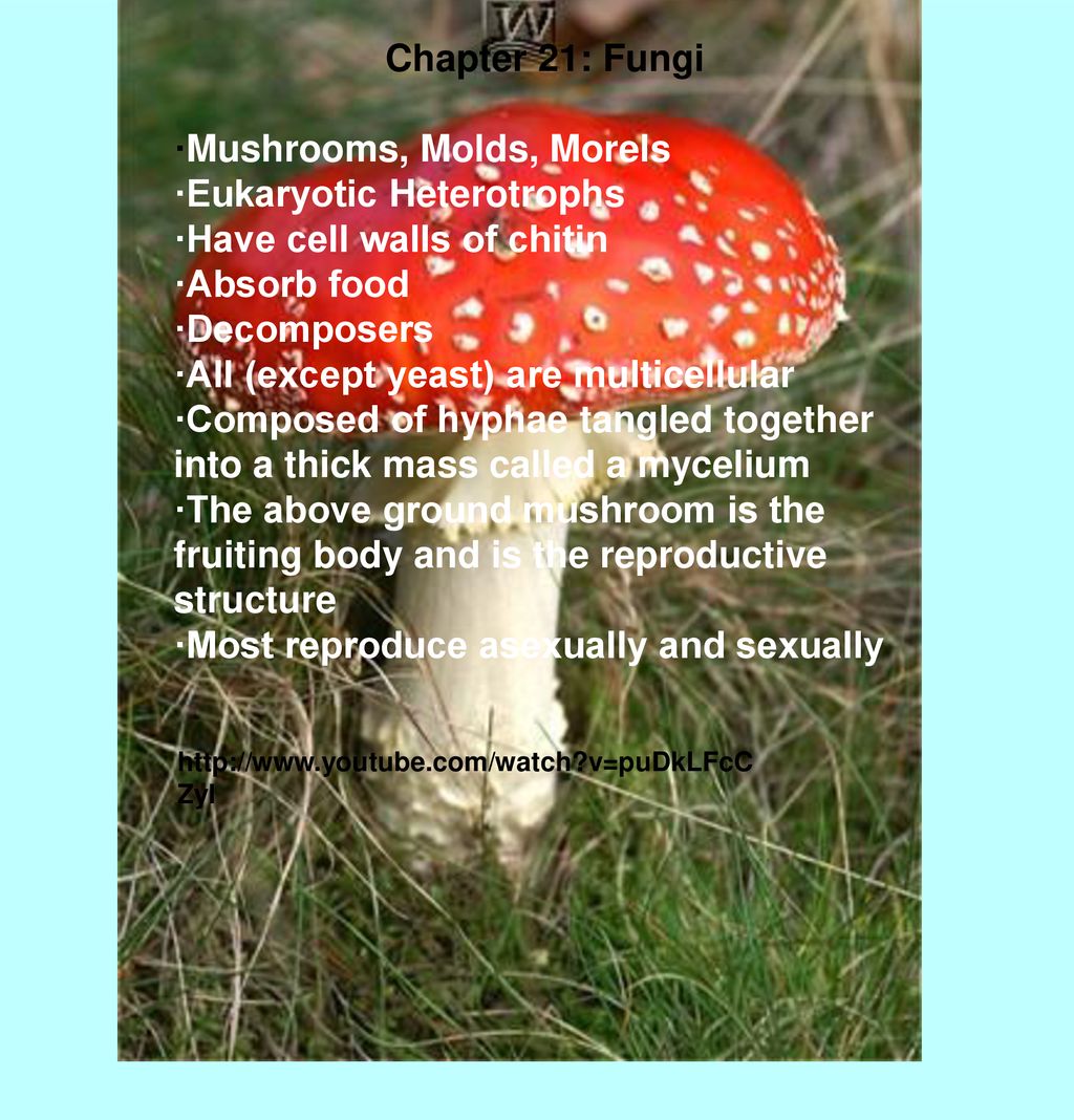 Mushrooms Molds Morels Eukaryotic Heterotrophs Ppt Download Mushrooms Molds Morels Eukaryotic Heterotrophs Ppt Download