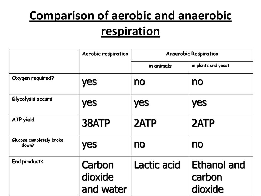 Comparison of aerobic and anaerobic respiration - ppt download