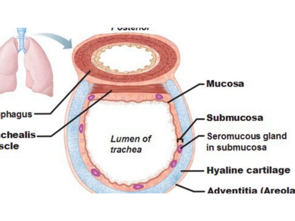 In biology, a lumen (from Latin lumen, meaning 'an opening'; plural lumina)  is the inside space of a tubular structure, such as an artery or intestine.  - ppt download