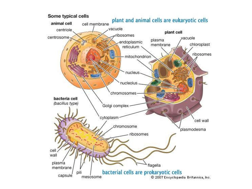 Chapter 8 Cell Structure - ppt download