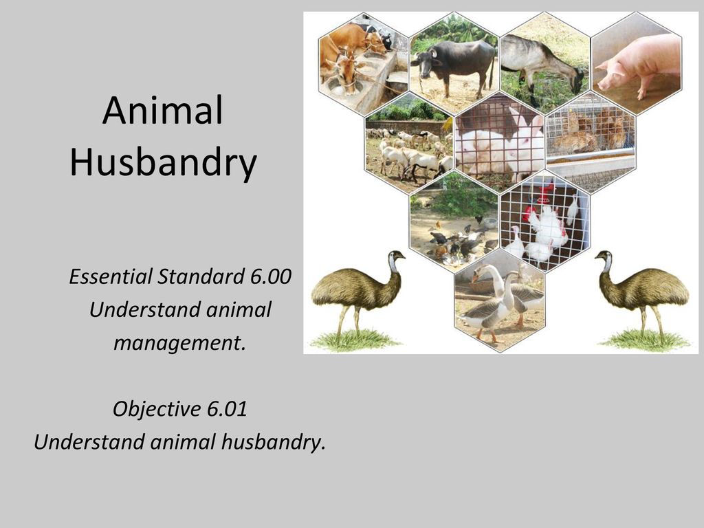 Understand animal husbandry. - ppt download