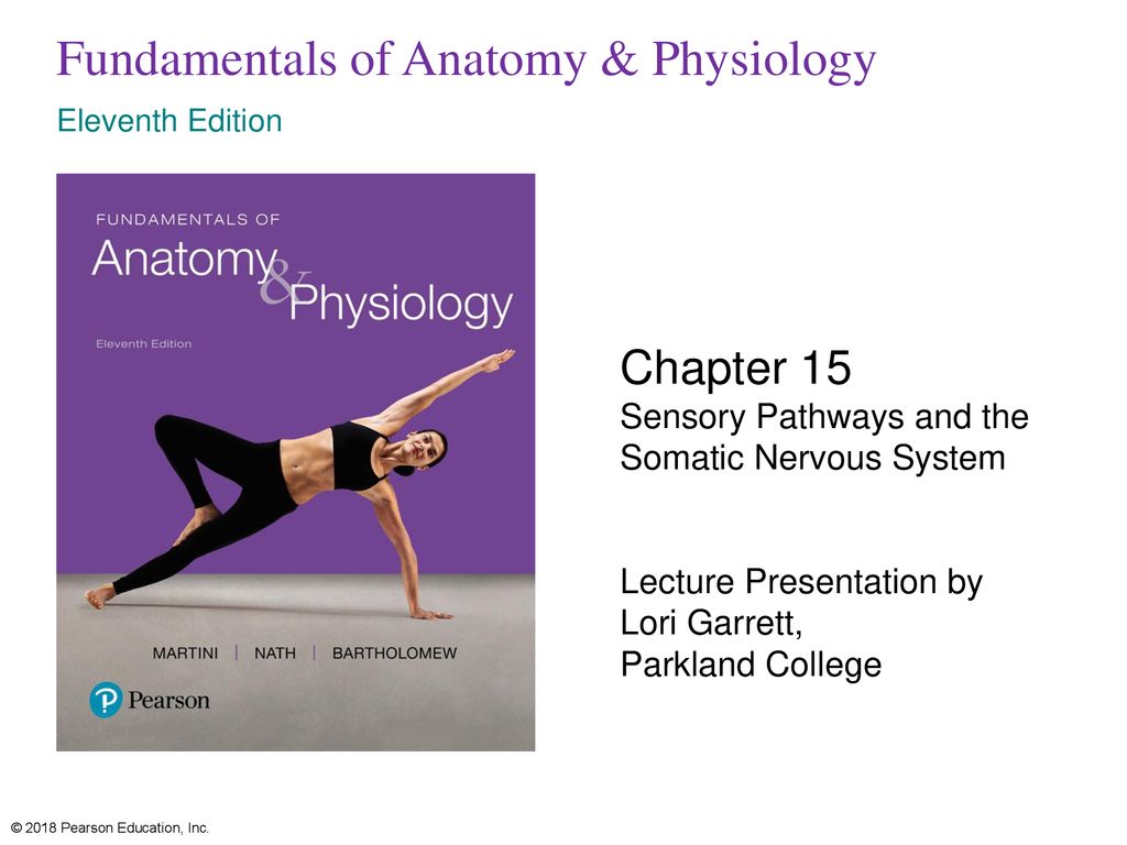 人気ブランド Anatomy Applied 未使用 中古 輸入品 Physiology Yoga Of その他 人気ブランド Anatomy Applied 未使用 中古 輸入品 Physiology Yoga Of その他