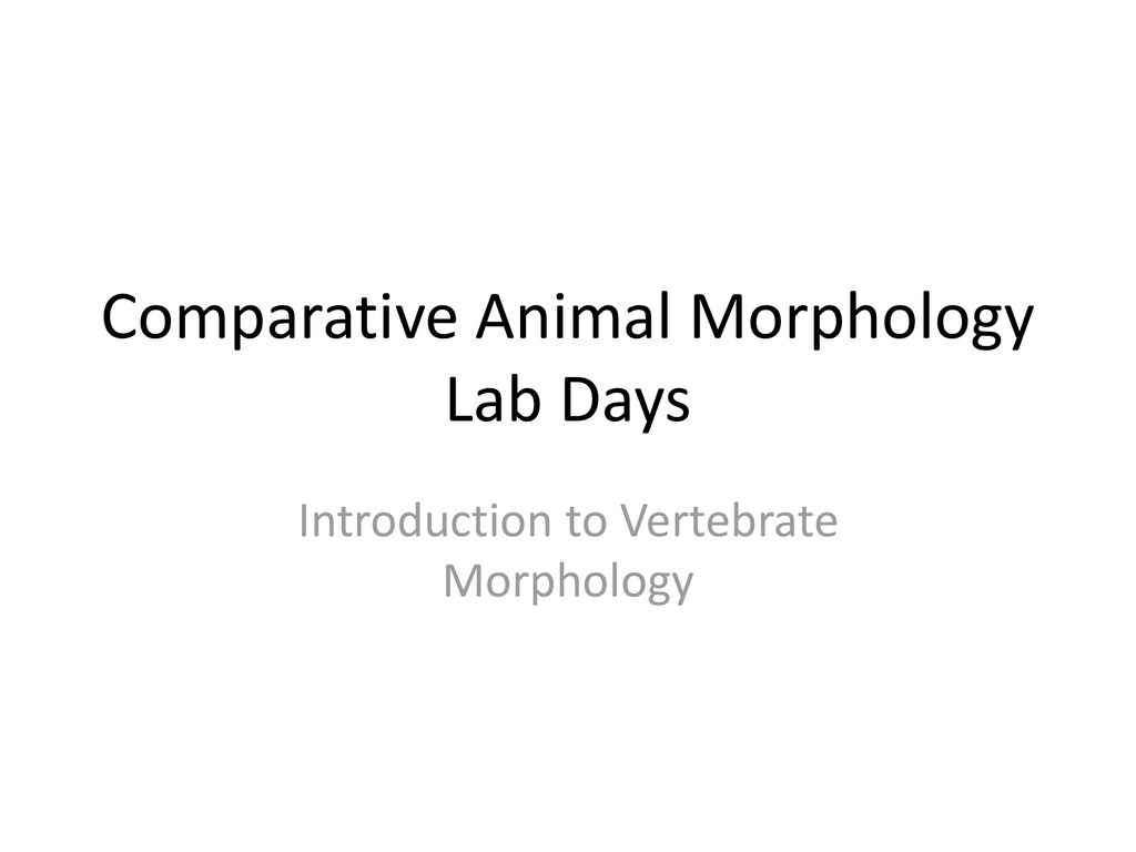Comparative Animal Morphology Lab Days - ppt download