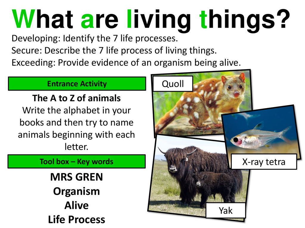 What are living things? MRS GREN Organism Alive Life Process - ppt download
