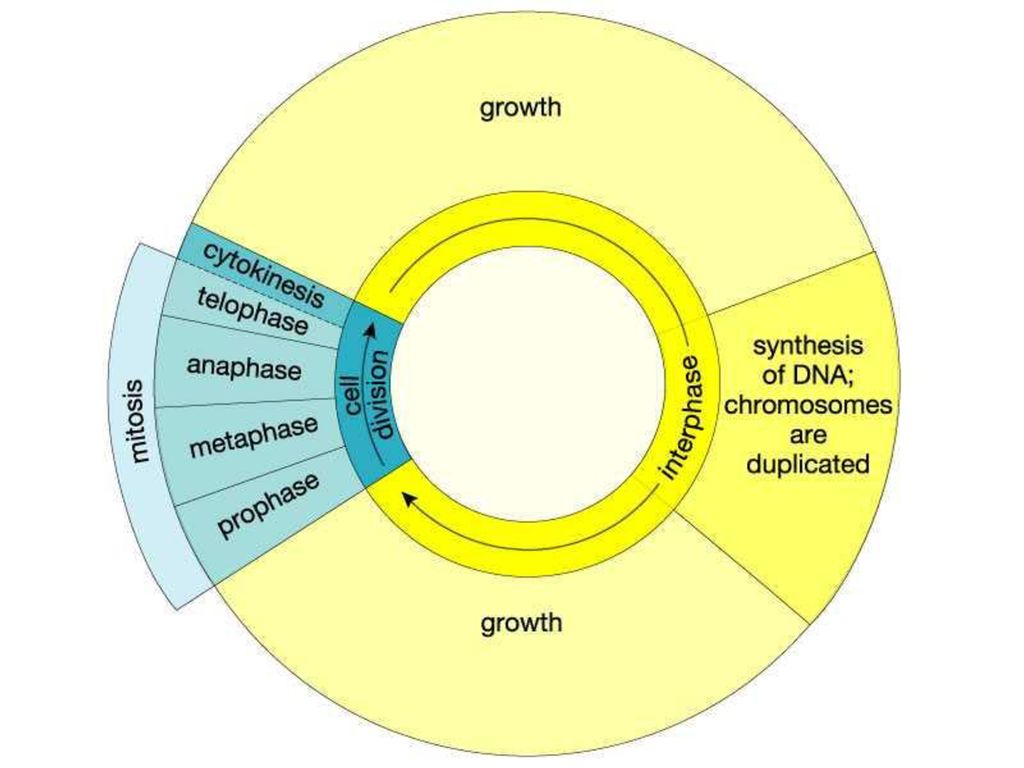 The Cell Cycle and Mitosis Biology Diagrams