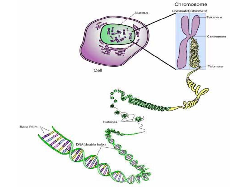The Cell Cycle and Mitosis Biology Diagrams