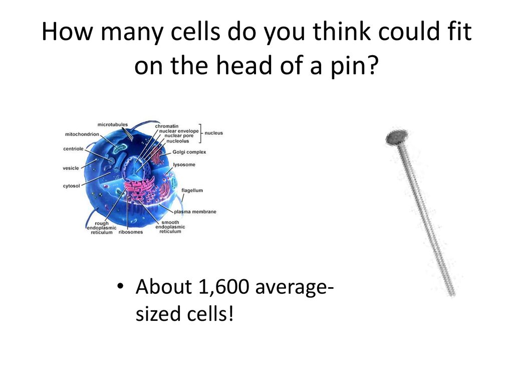 How many cells do you think could fit on the head of a pin? - ppt download