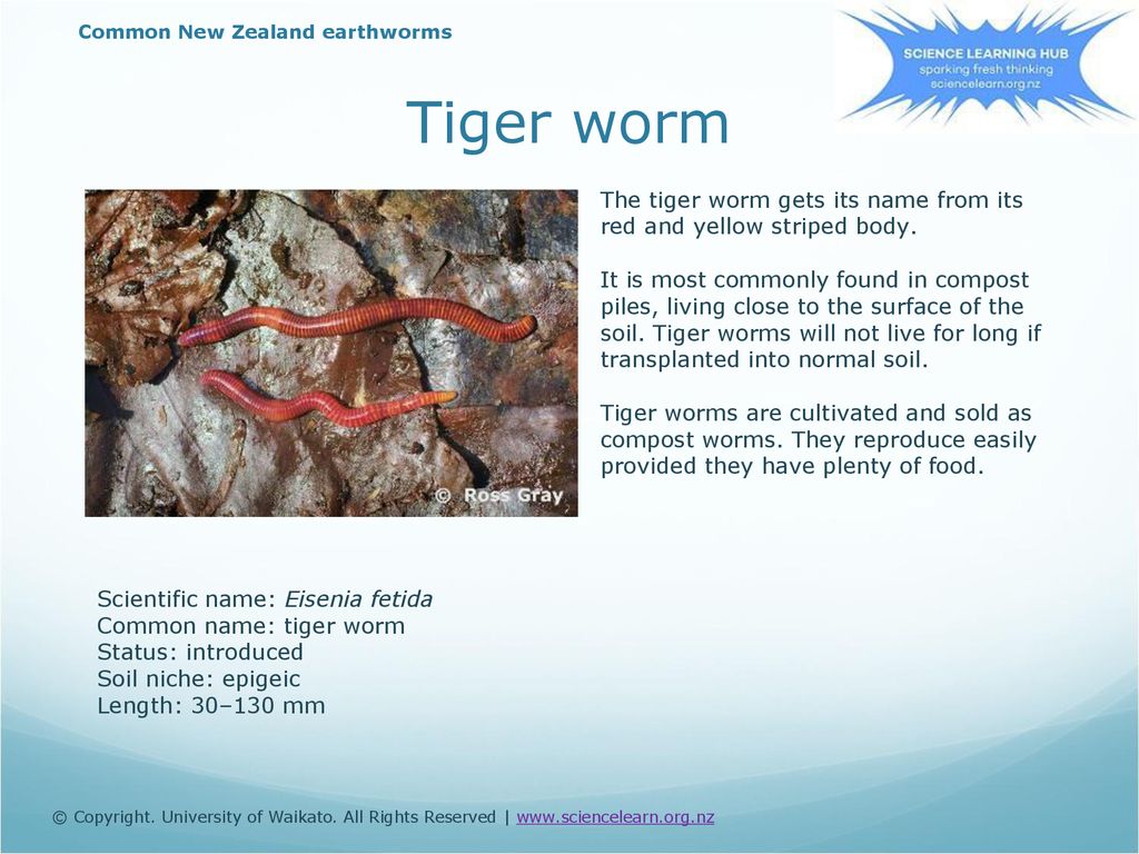 Inside of an earthworm — Science Learning Hub
