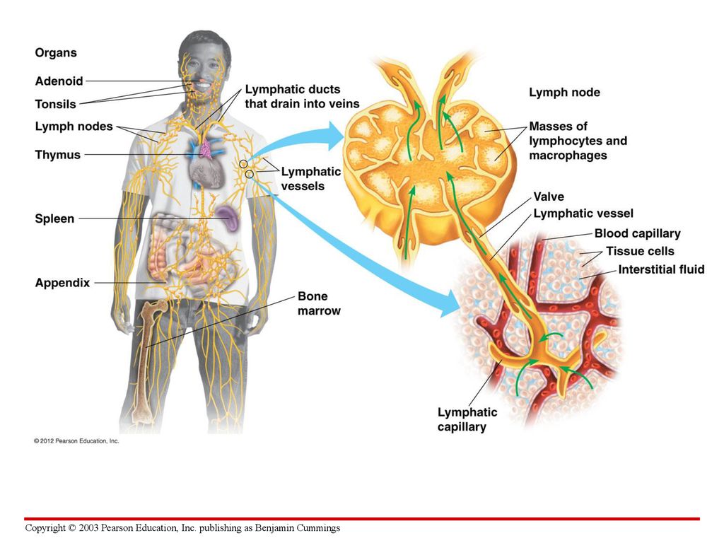 Иммунная система тимус. Lymph Vessels. Thymus Lymphatic Vessels. Lymphatic System Organs. Organs of the immune System.