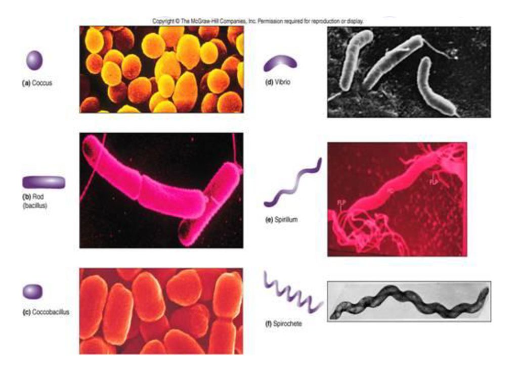 Infectious Disease Process - ppt download